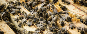 Essaims abeilles noires